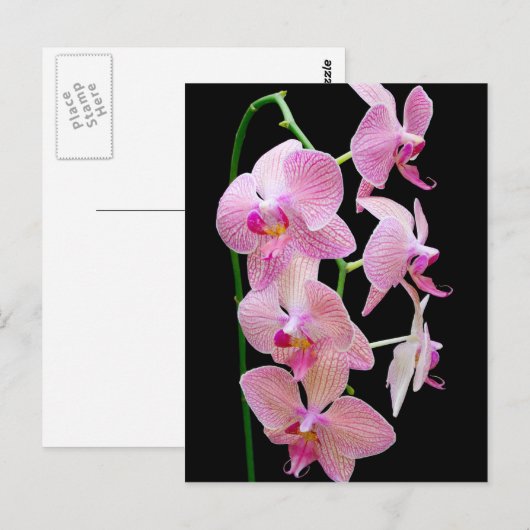 Rosa Orchidee Postkarte (Vorne/Hinten)