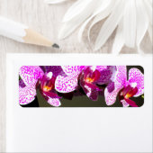 Rosa Orchideen (Insitu)