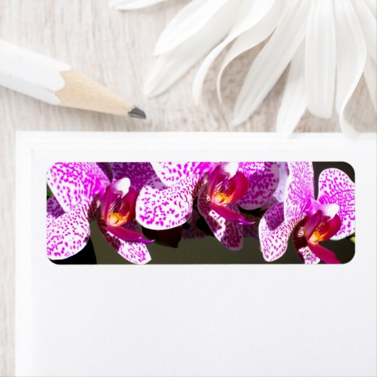 Rosa Orchideen (Insitu)