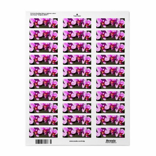 Rosa Orchideen (Vorne)