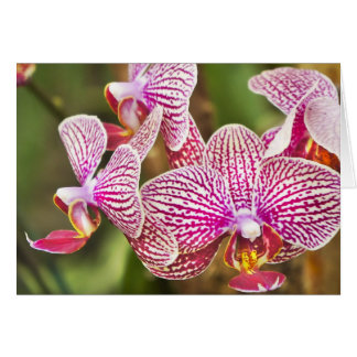Rosa Orchideen