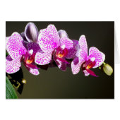 Rosa Orchideen (Vorderseite (Horizontal))