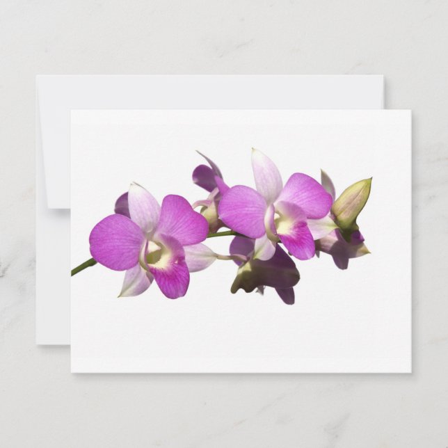 Rosa Orchideen (Vorderseite)