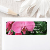 Rosa Orchideen (Insitu)