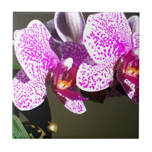 Rosa Orchideen 1 Fliese (Vorderseite)