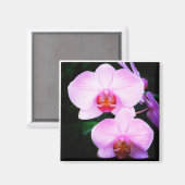 Rosa Orchideen aus dem Paradies Magnet (Vorderseite/Rückseite)