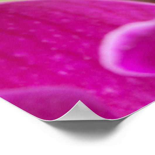 Rosa Orchideen-Blume - Vorlage für Blumenorchester Poster (Ecke)