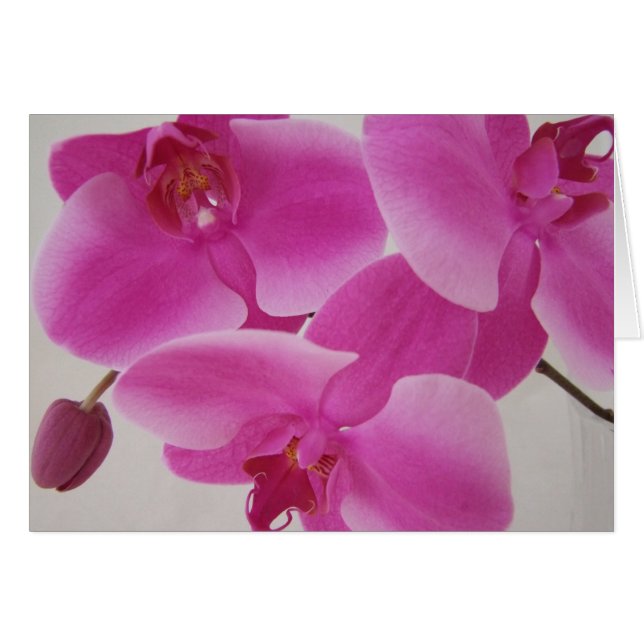 Rosa Orchideen-Gruppe (Vorderseite (Horizontal))