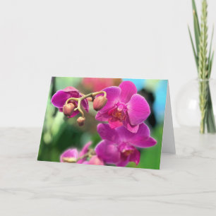 Rosa Orchideen  Karte