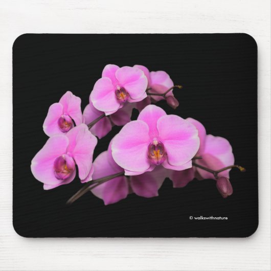 Rosa Orchideen Phalaenopsis Blume auf Schwarz Mousepad (Vorne)
