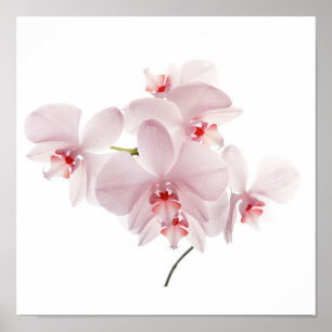 Rosa Orchideen Poster
