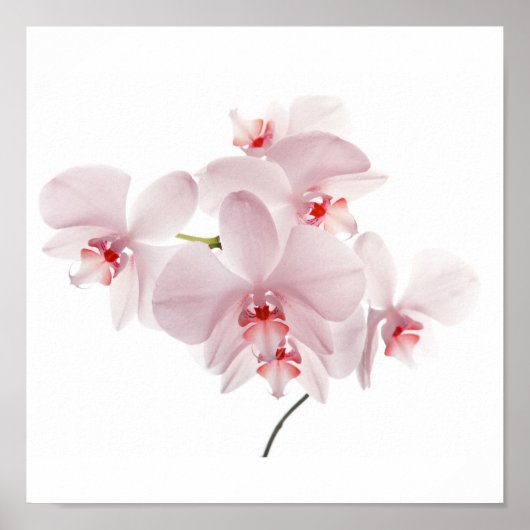 Rosa Orchideen Poster (Vorne)