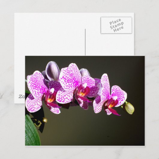 Rosa Orchideen Postkarte (Vorne/Hinten)