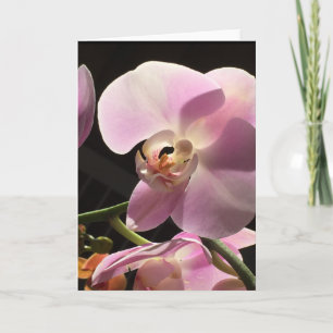 Rosa Orchideen-Raum-innere Karte