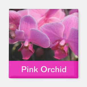rosa Orchideenblüten Magnet