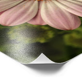 Rosa Osteospermum Fotodruck (Ecke)