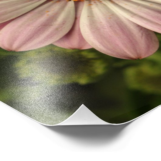 Rosa Osteospermum Fotodruck (Ecke)