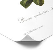 Rosa palustris subcorymbosa poster (Ecke)