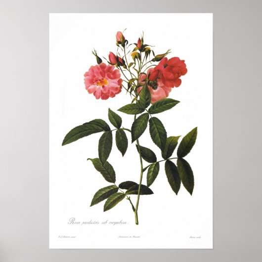 Rosa palustris subcorymbosa poster (Vorne)
