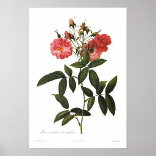 Rosa palustris Vorcorymbosa Poster
