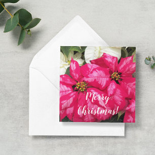 Rosa panaschierte Weihnachtssterne personalisierte Mitteilungskarte