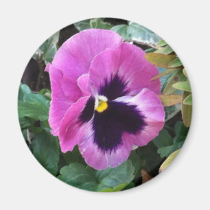 Rosa Pansy-Magnet Magnet