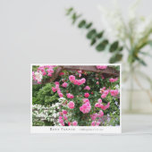 Rosa Parade Postkarte (Stehend Vorderseite)