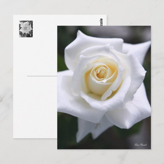 Rosa Pascali: Postkarte (Vorne/Hinten)
