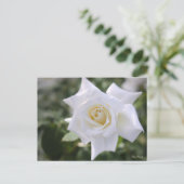 Rosa Pascali: Postkarte (Stehend Vorderseite)