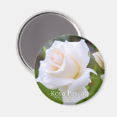 Rosa Pascali [Round Magnet] Magnet (Vorderseite/Rückseite)