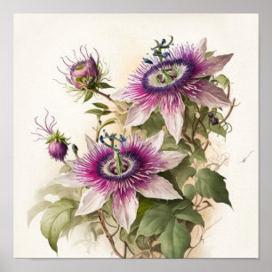 Rosa Passionsblumen Kunst Druck Poster