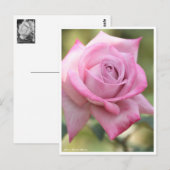 Rosa Pastel Mauve Postkarte (Vorne/Hinten)