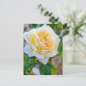 Rosa Peace ポストカード Postkarte (Stehend Vorderseite)