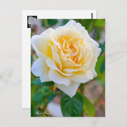 Rosa Peace ポストカード Postkarte (Vorne/Hinten)