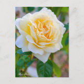 Rosa Peace ポストカード Postkarte (Vorderseite)