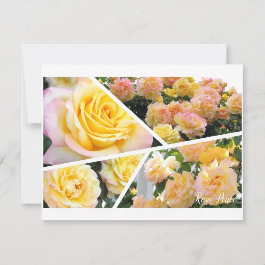 Rosa Peace [Flat Card] (Vorderseite)
