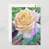 Rosa Peace [Postcard] Postkarte (Vorne/Hinten)