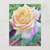 Rosa Peace [Postcard] Postkarte (Vorderseite)