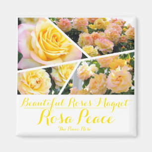 Rosa Peace [Square Magnet] Magnet