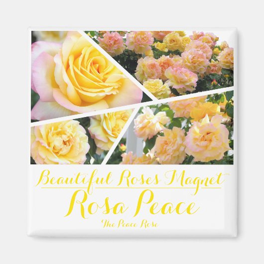Rosa Peace [Square Magnet] Magnet (Vorne)