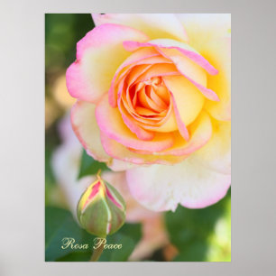 Rosa Peace [Value Poster Paper]