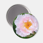 Rosa Peach Blossom [Round Magnet] Magnet (Vorderseite/Rückseite)