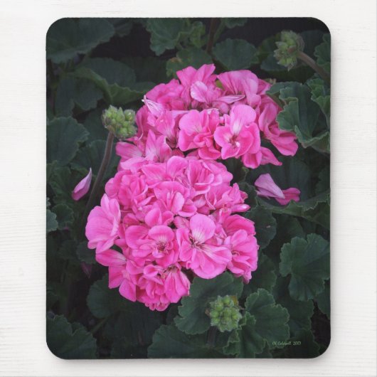 Rosa Pelargonien Mousepad (Vorne)