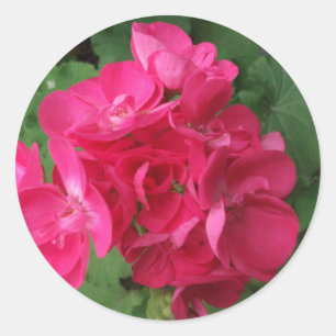 Rosa Pelargonien Runder Aufkleber