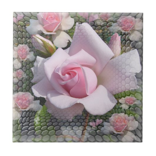 Rosa Perfektion ~ Keramik Tile Fliese (Vorderseite)
