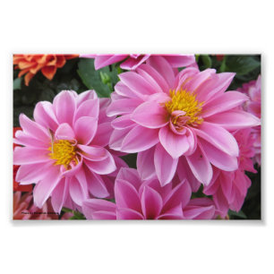 Rosa Petals Fotodruck