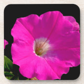Rosa Petunia-Blume Getränkeuntersetzer (Vorderseite)
