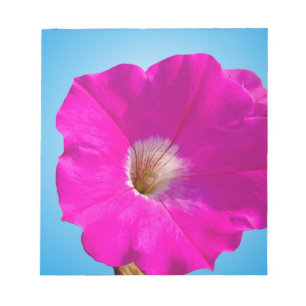 Rosa Petunia Blume im blauen Hintergrund. Notizblock