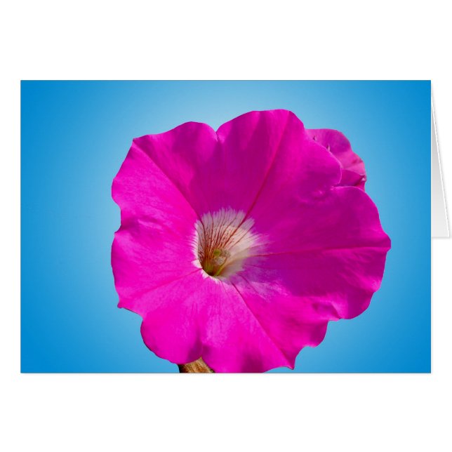 Rosa Petunia Blume in blau. (Vorderseite (Horizontal))