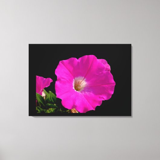 Rosa Petunia-Blume Leinwanddruck (Vorderseite)